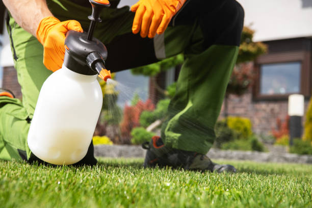 Wasp Removal Services in Ferguson, MO