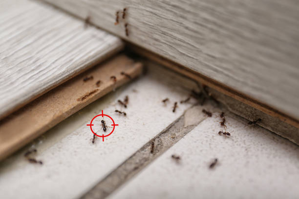Best Flea Control Services  in Ferguson, MO